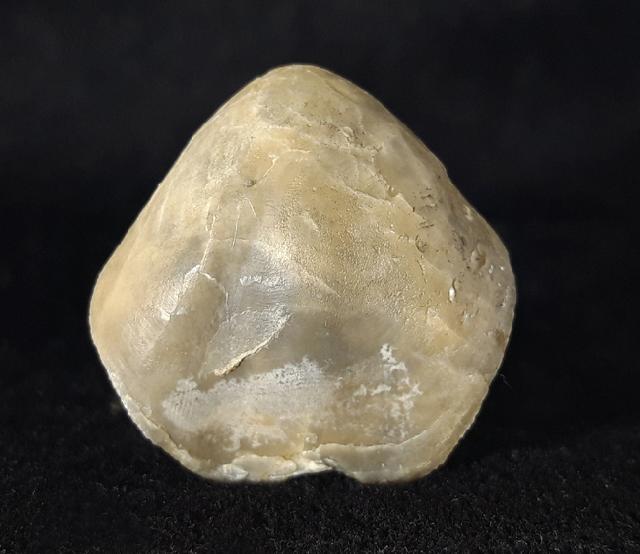 Sellithyris subsella LEYMERIE 1846 - Bild © FossNet FossilienStore